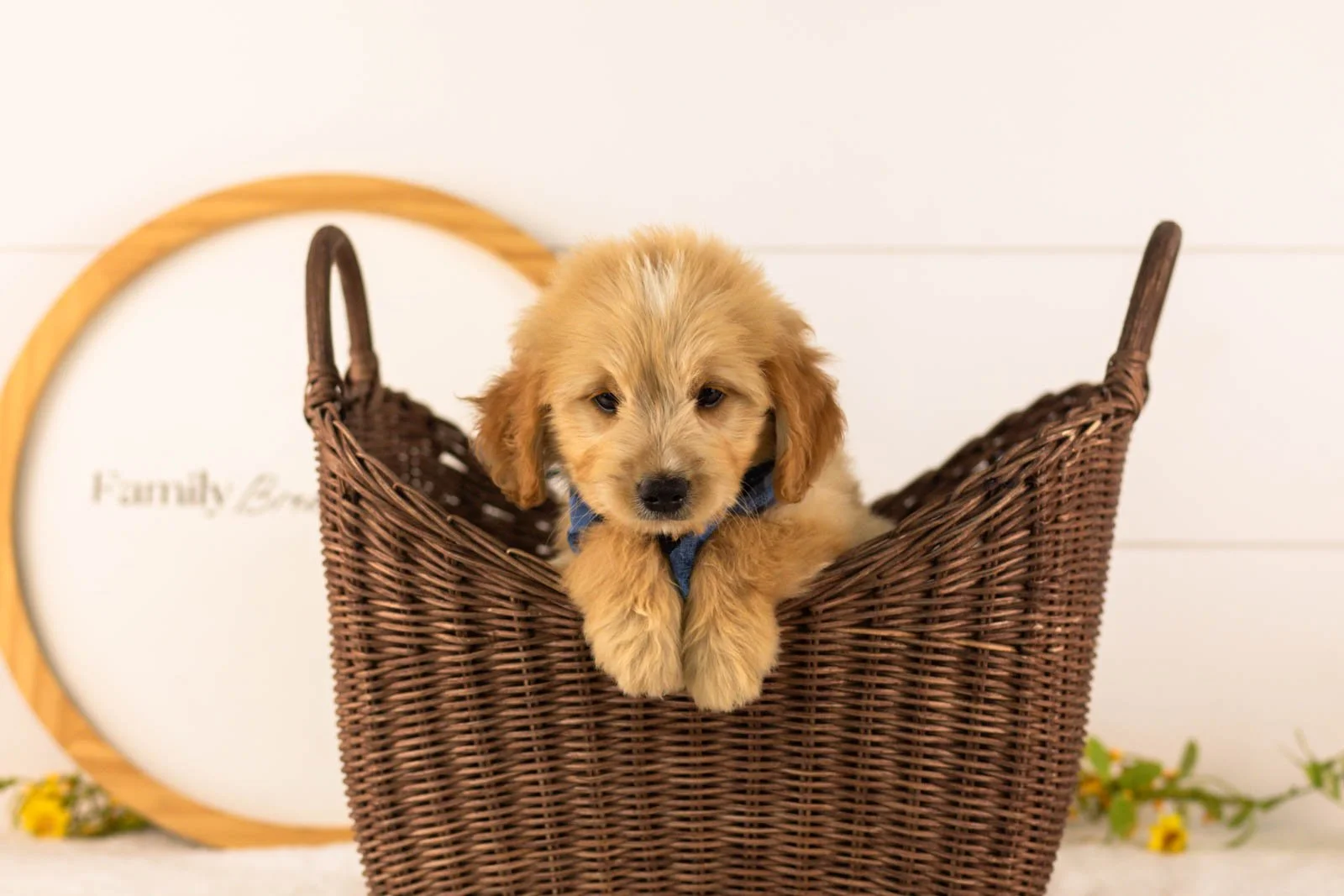 Ezra goldendoodle for sale(2).jpg