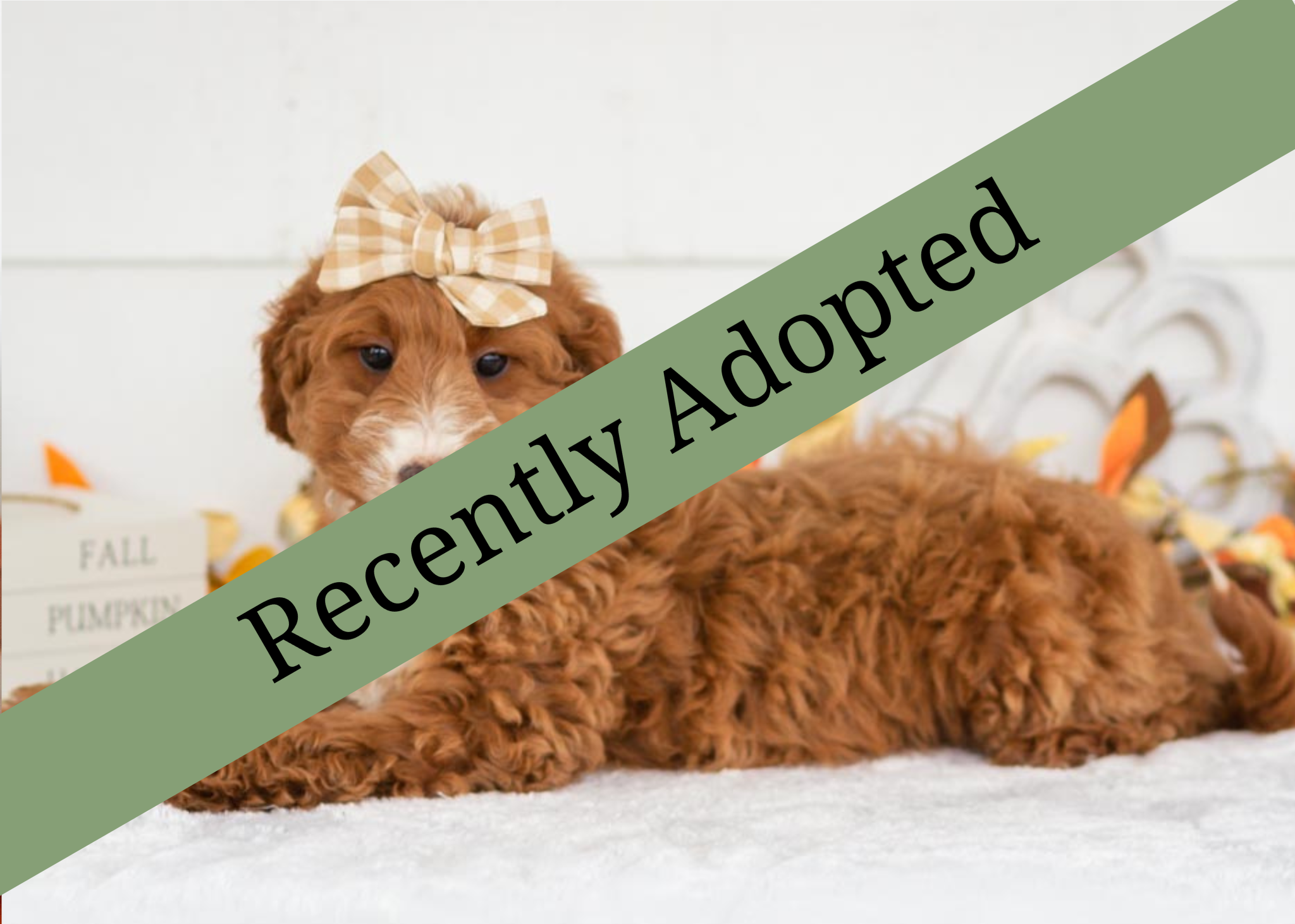 Goldendoodle for sale