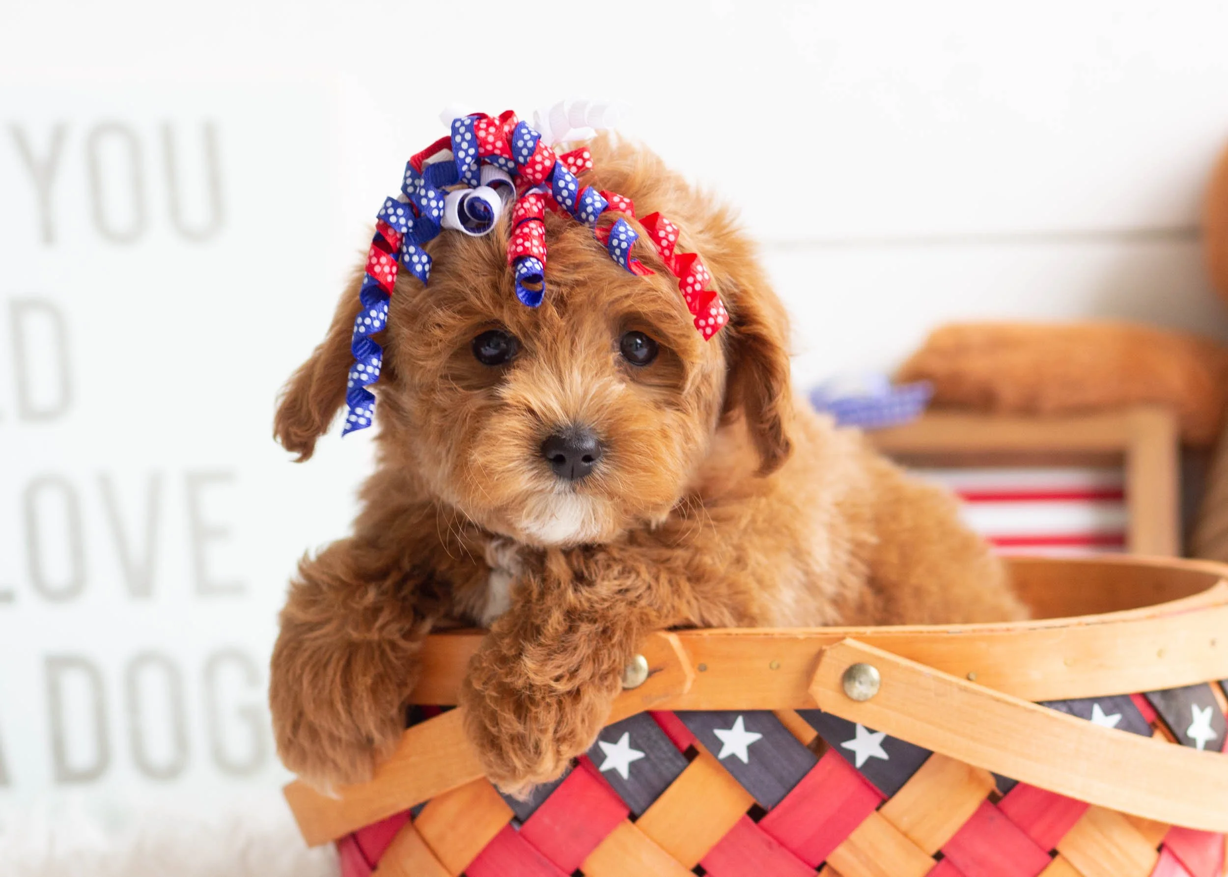 Checkers Goldendoodle For Sale3.jpg