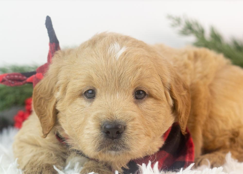 Stanley goldendoodle for sale(3).jpg