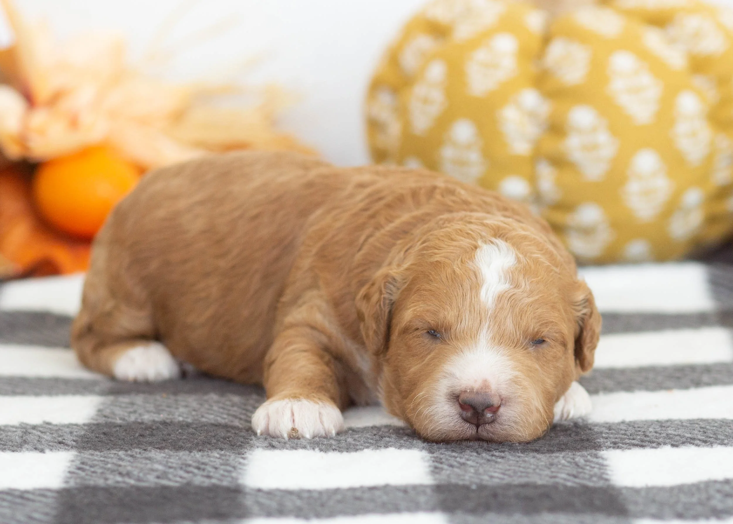 Lexi goldendoodle for sale.(1).jpg