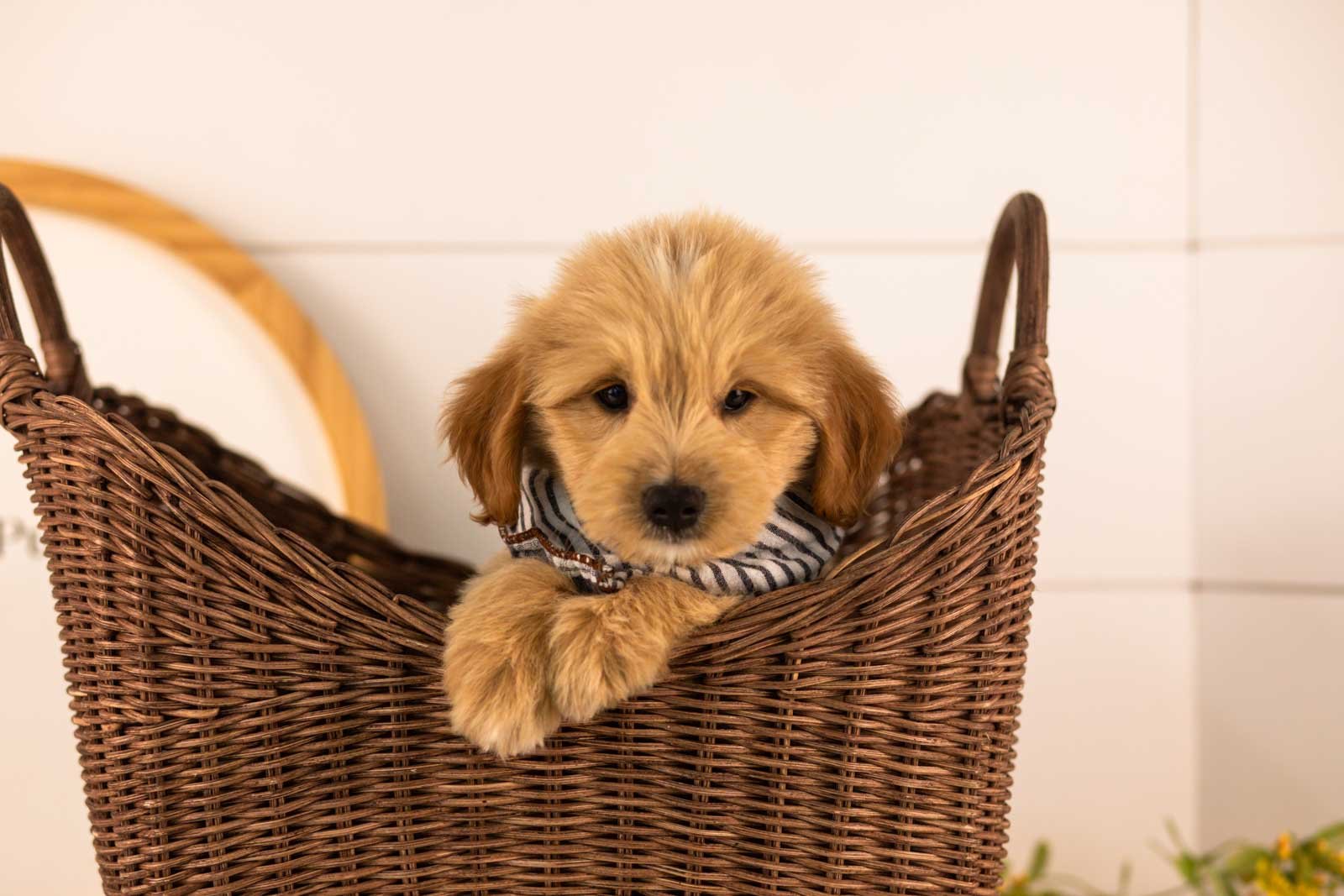 Ethan goldendoodle for sale(3).jpg