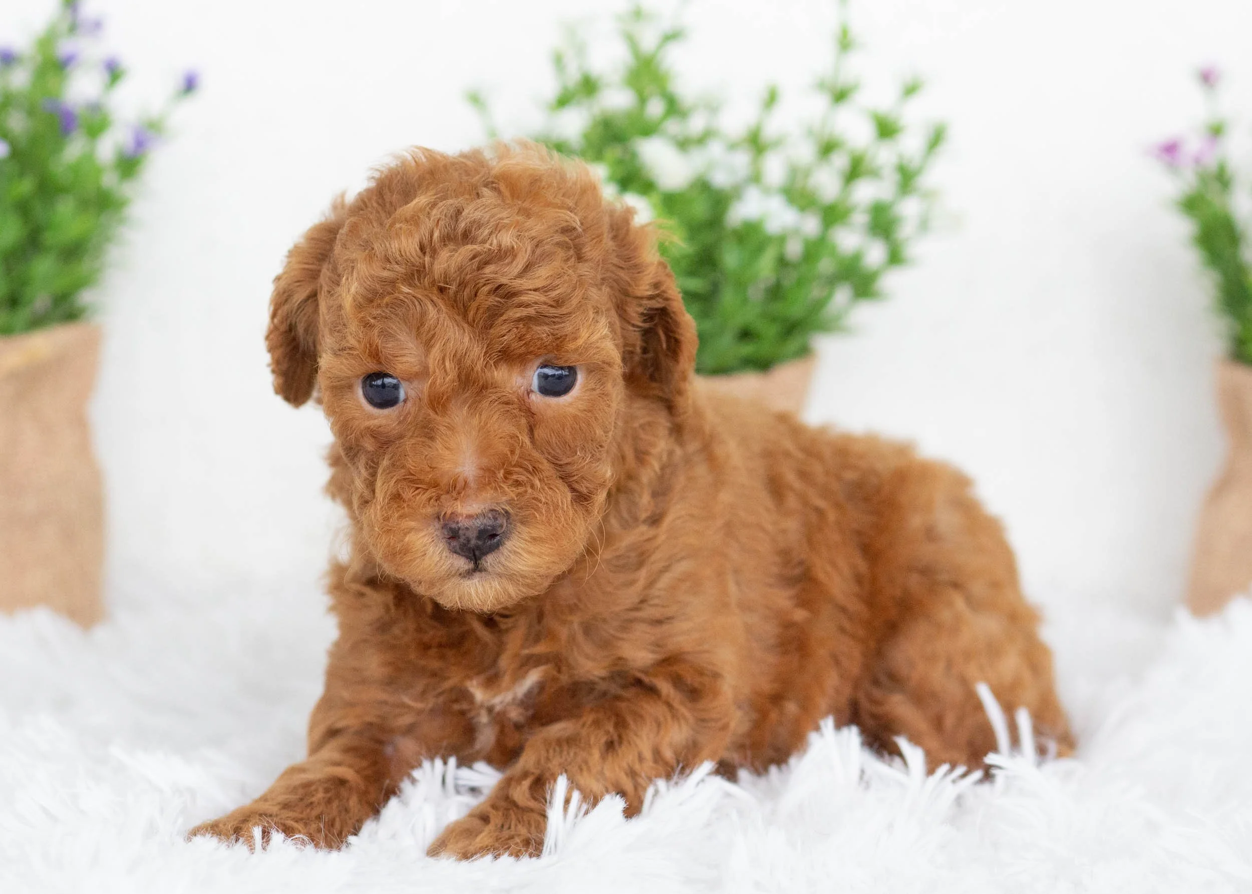 Vincent goldendoodle for sale(1).jpg
