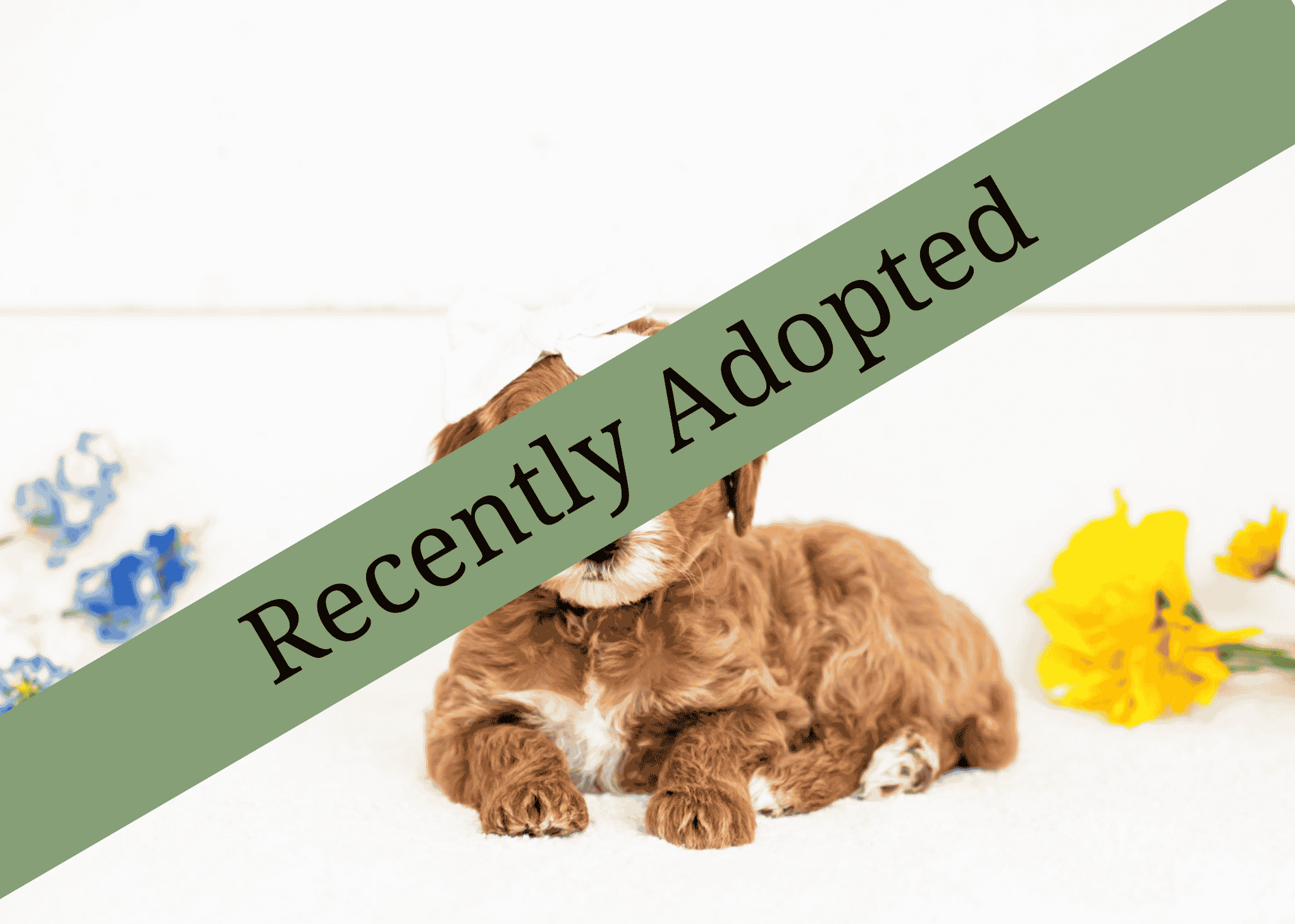 goldendoodle for sale