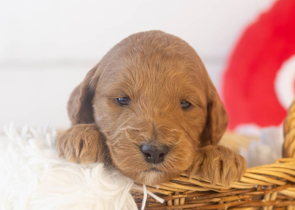 goldendoodle for sale