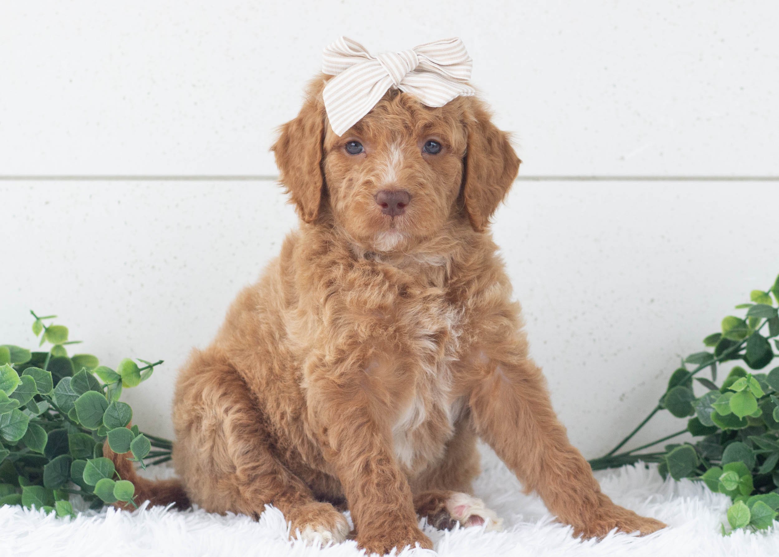Romi Goldendoodle For Sale.jpg