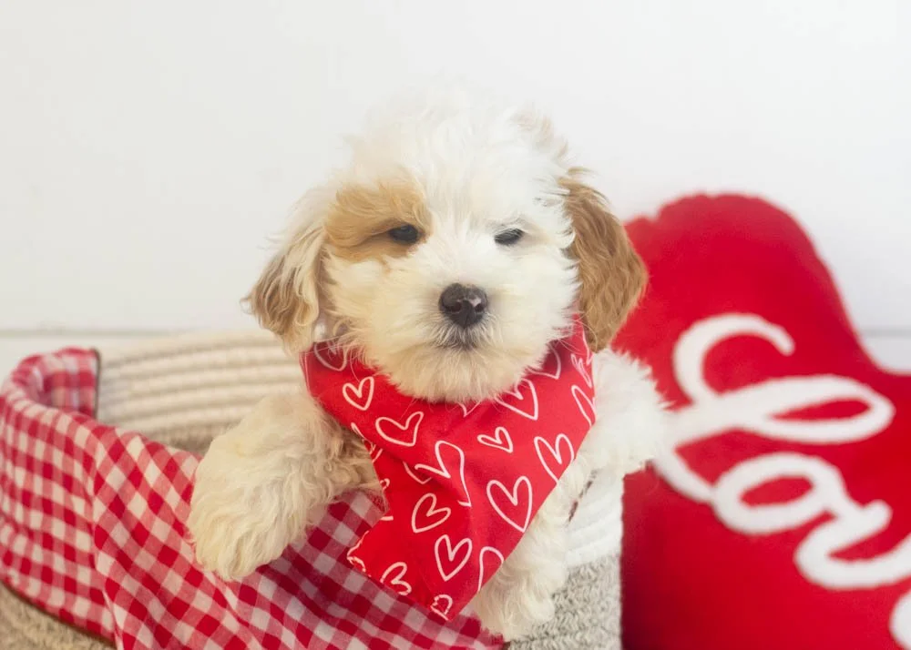 Buddy goldendoodle for sale(1).jpg