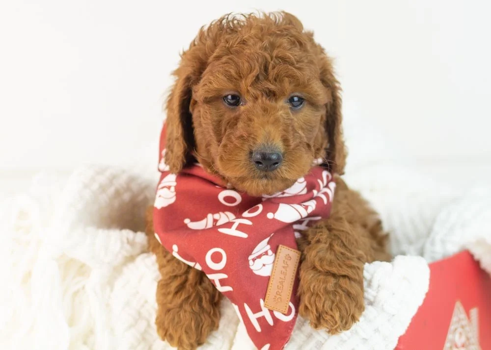 Colt goldendoodle for sale(2).jpg