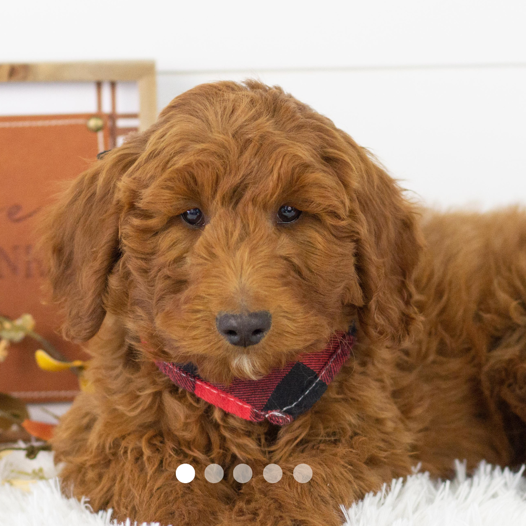 Copy of FBP Design.png