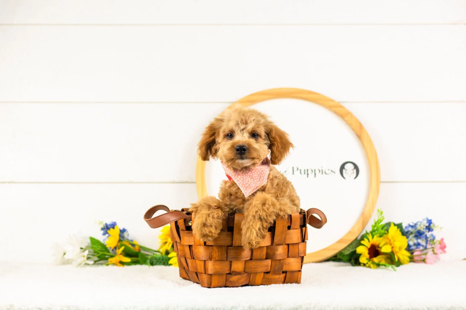 goldendoodle for sale