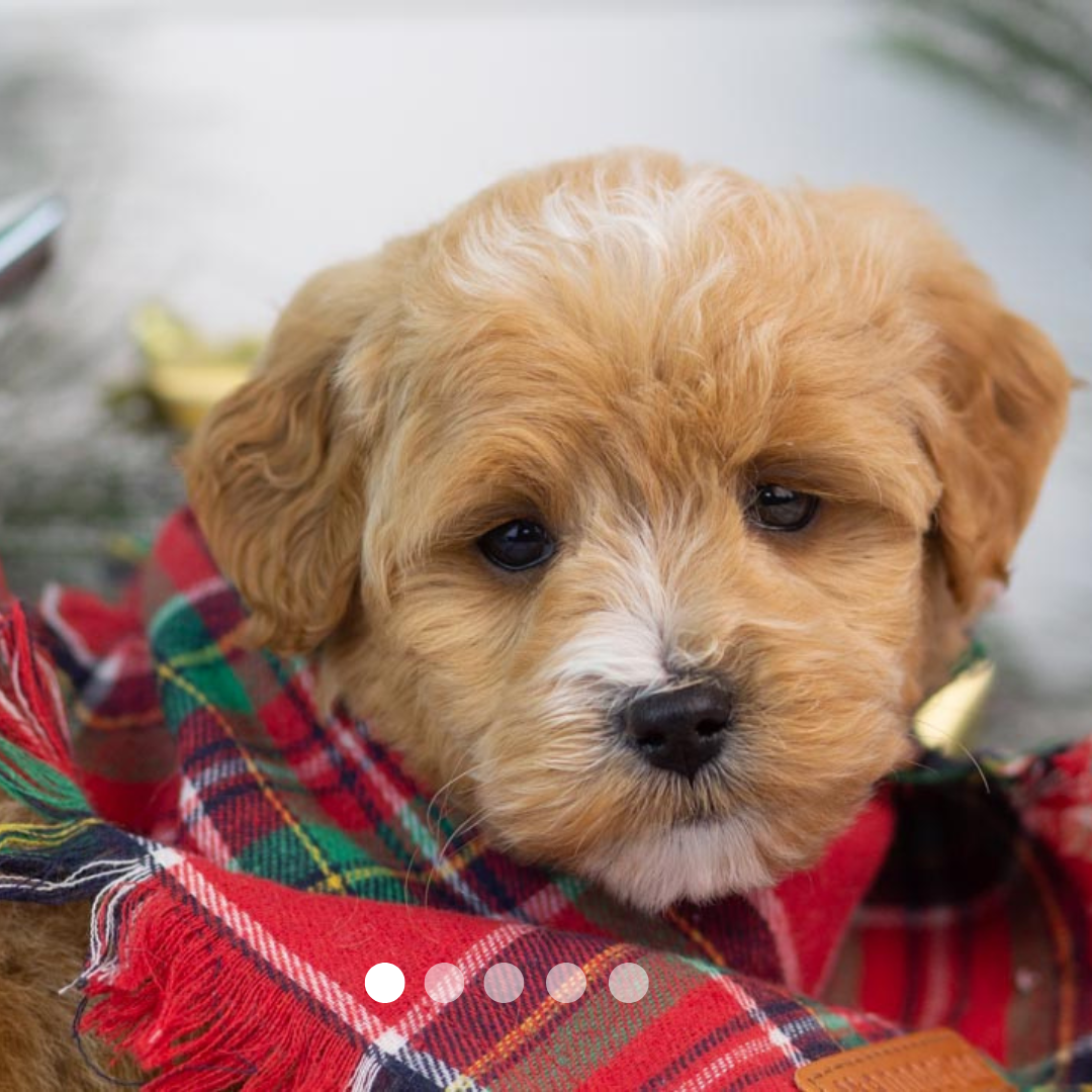 Copy of FBP Design.png