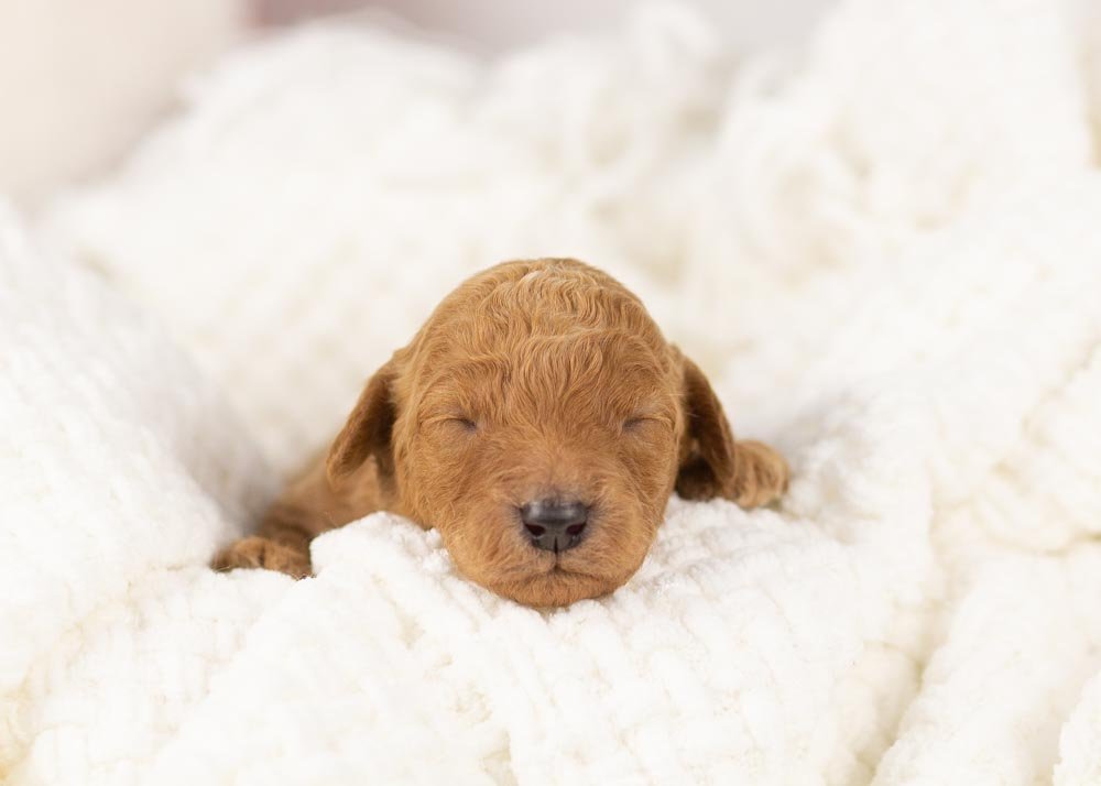 goldendoodle for sale