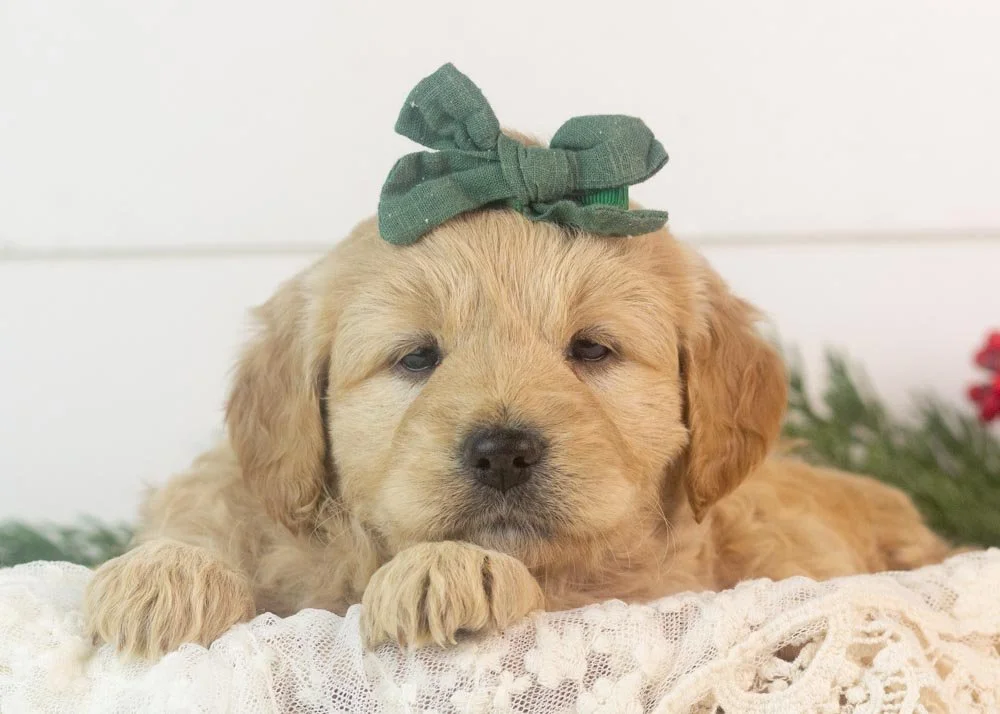 Dale 12-1-25 Sage 5.32.jpg