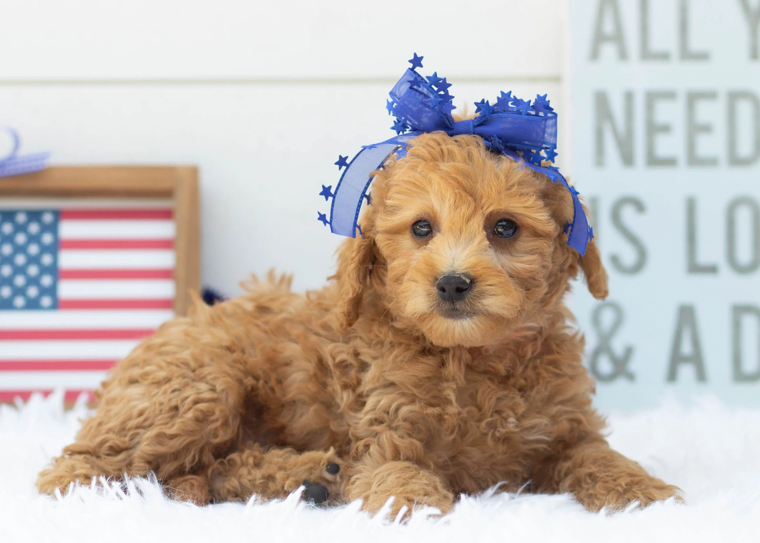 Gianna Goldendoodle For Sale(2).jpg