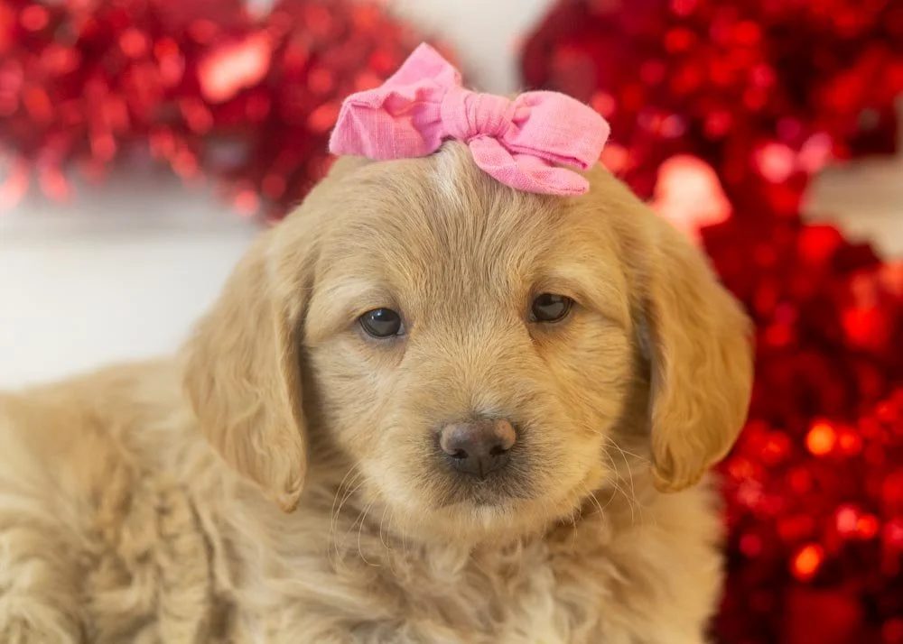 Sophie goldendoodle for sale(2).jpg