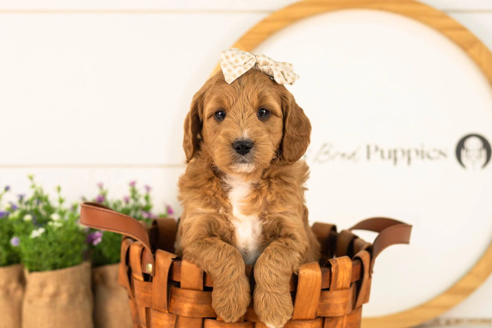 Stormy goldendoodle for sale(3).jpg