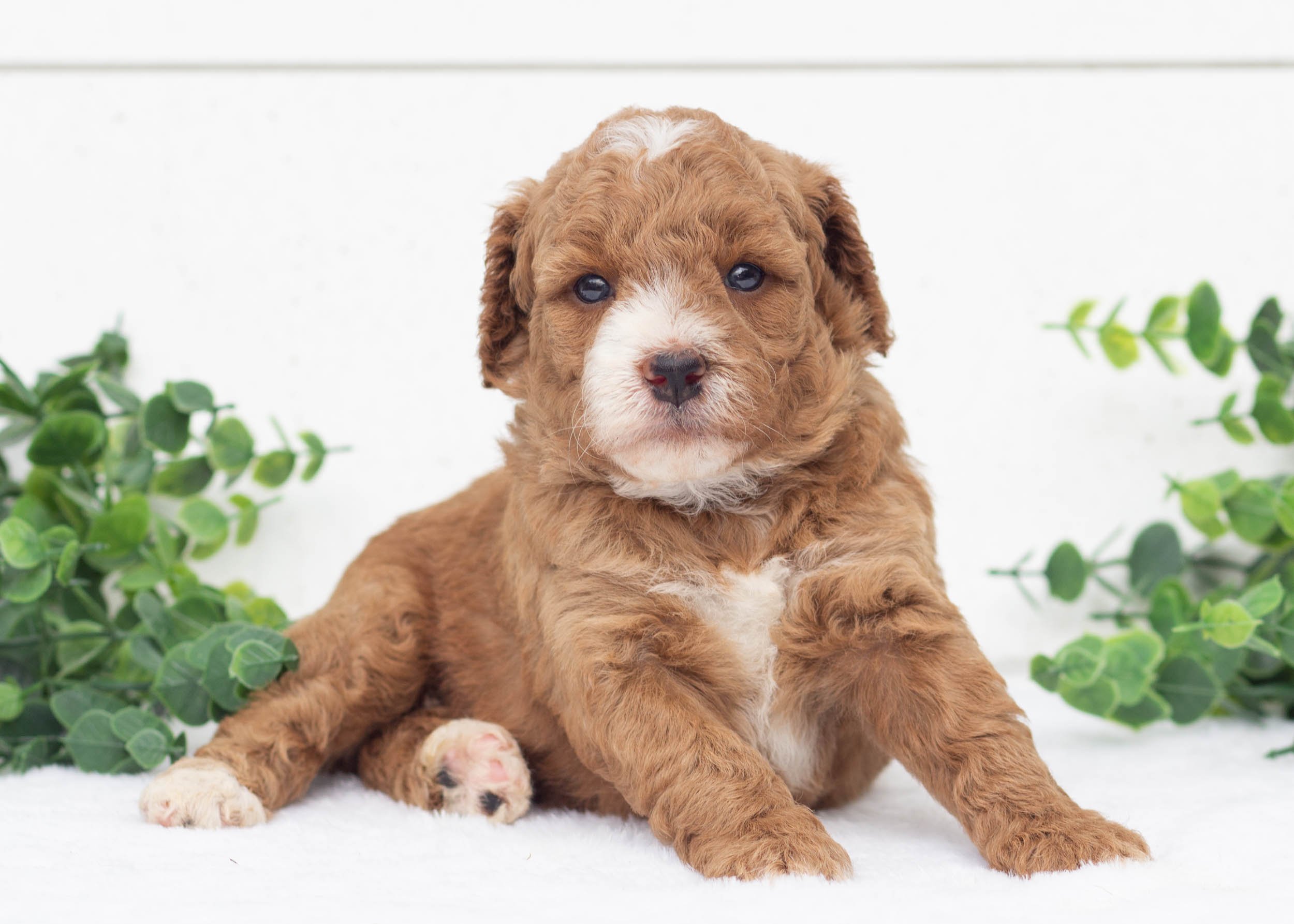 Lenny Goldendoodle For Sale(2).jpg