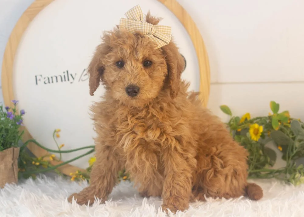 bingo goldendoodle for sale.jpg