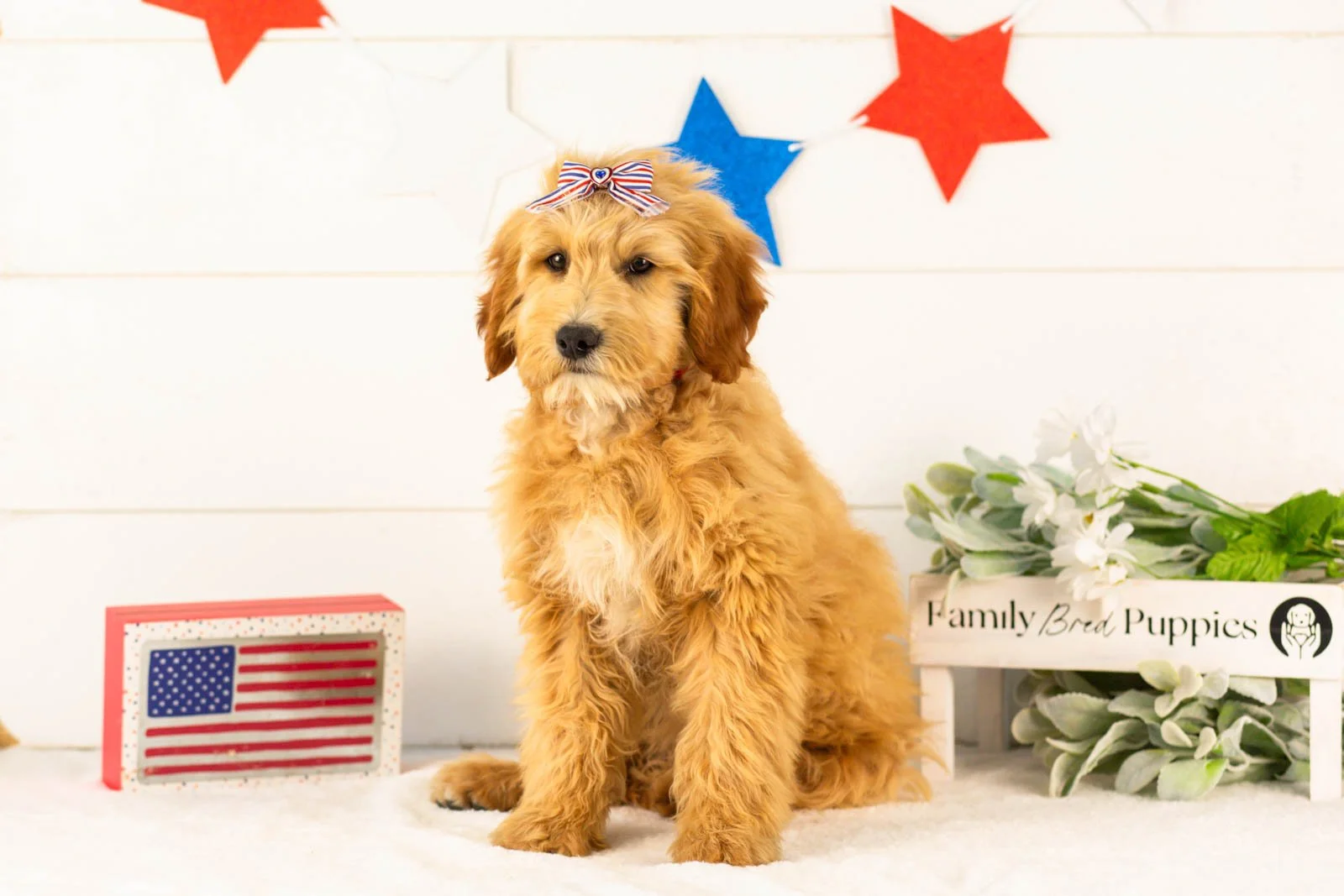 Linda goldendoodle for sale(1).jpg