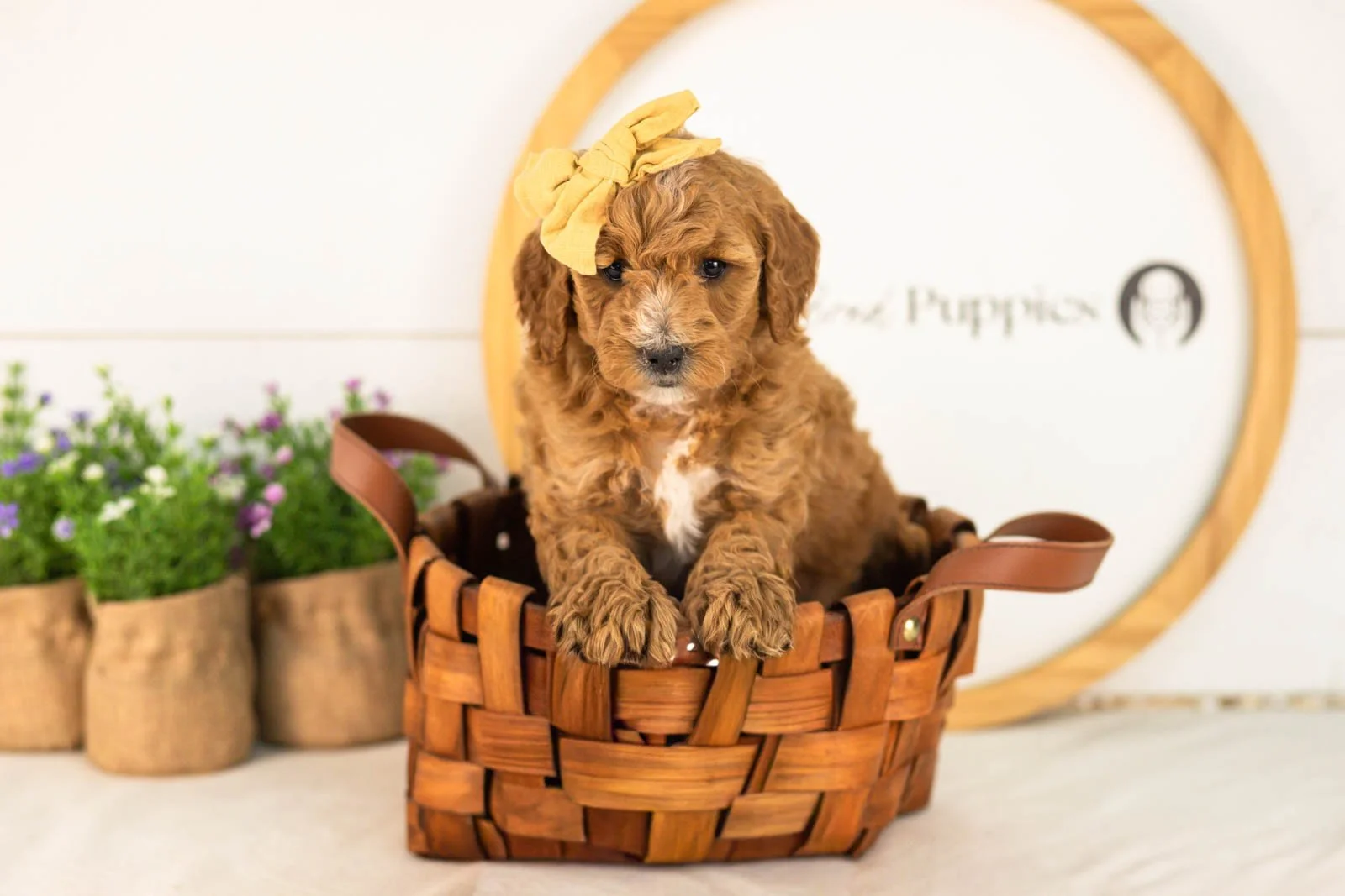 Sky goldendoodle for sale(3).jpg