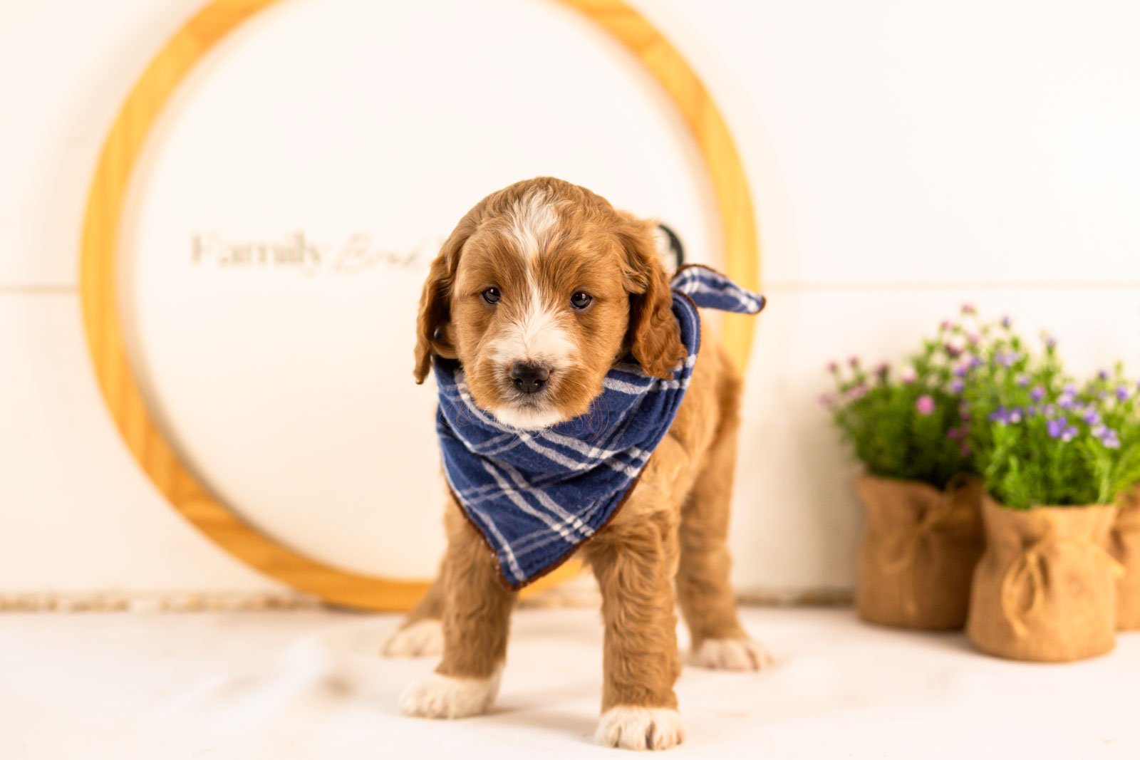 gruyere goldendoodle for sale(2).jpg