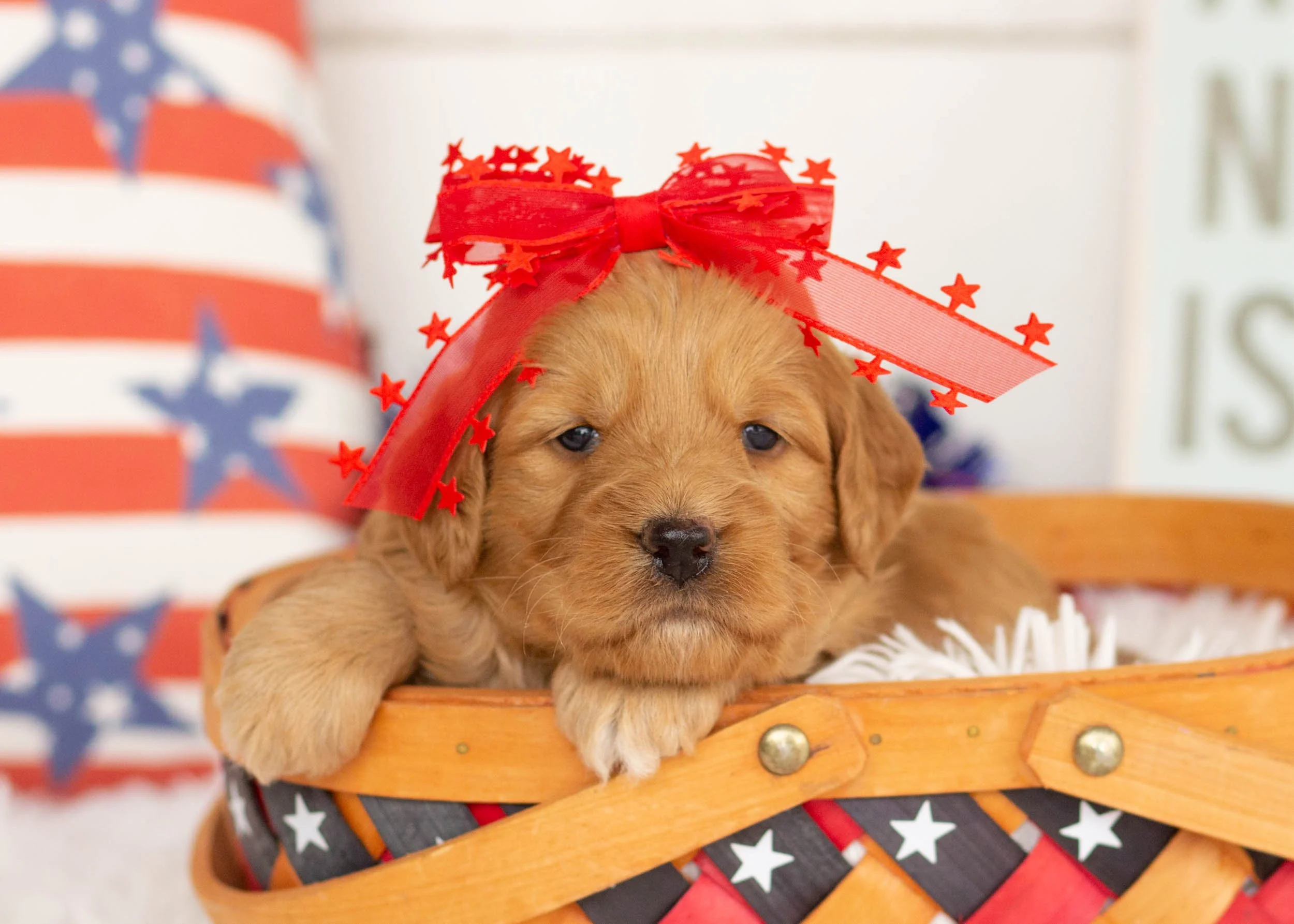 Rachel Goldendoodle For Sale..jpg