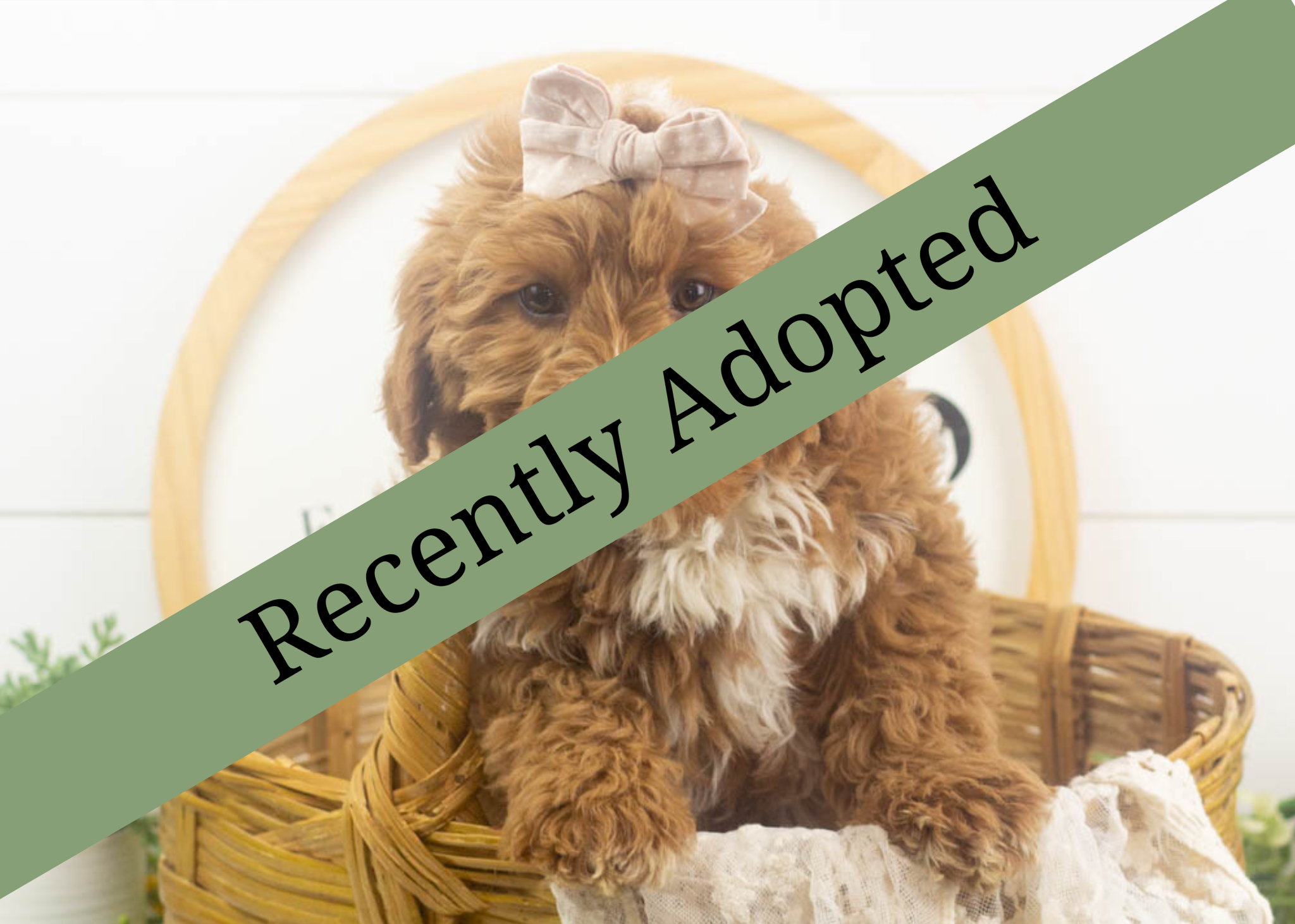 goldendoodle for sale