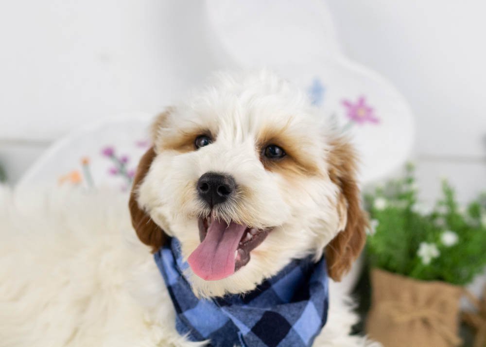 clay goldendoodle for sale(1).jpg