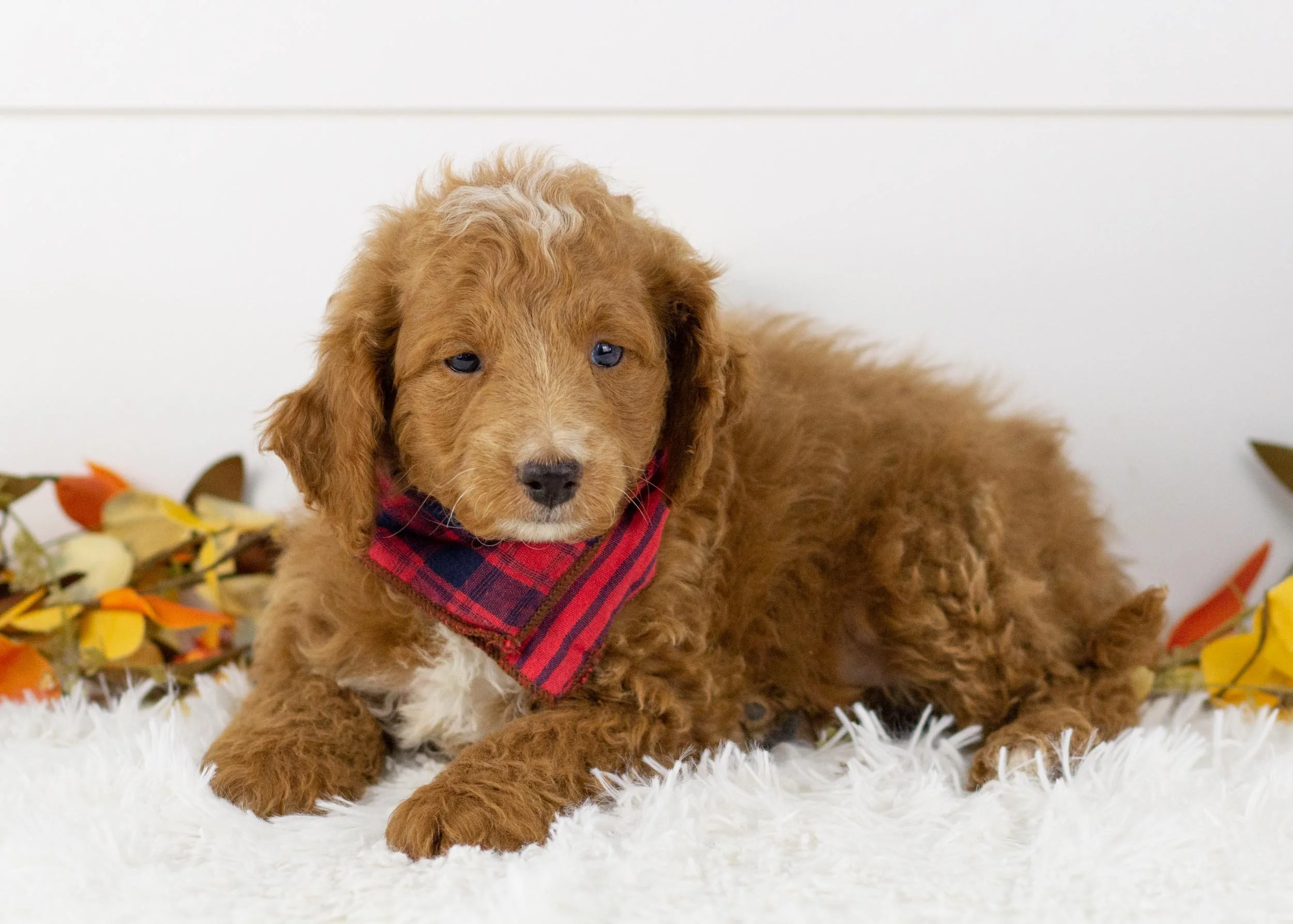 Graham goldendoodle for sale(1).jpg