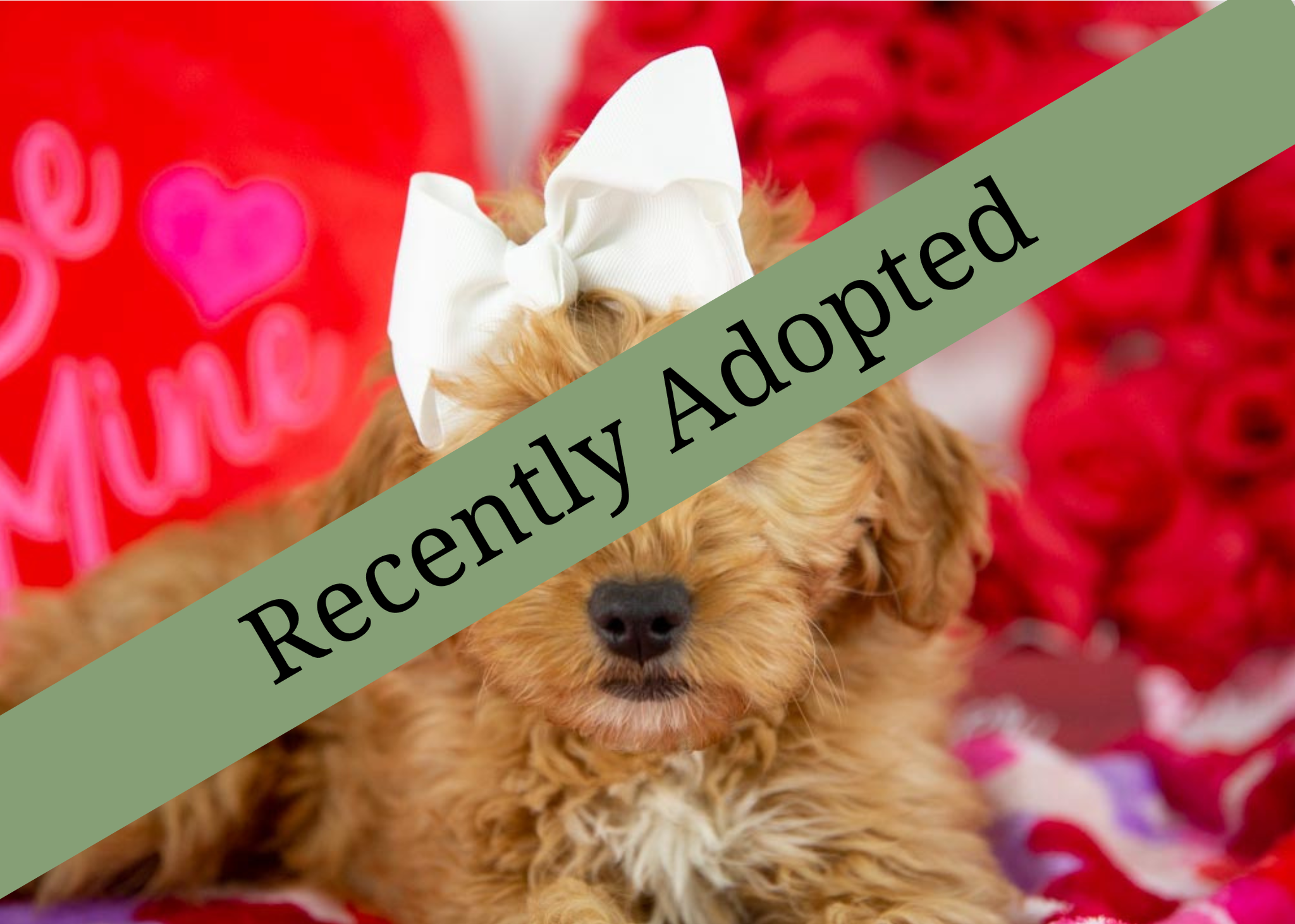 goldendoodle for sale