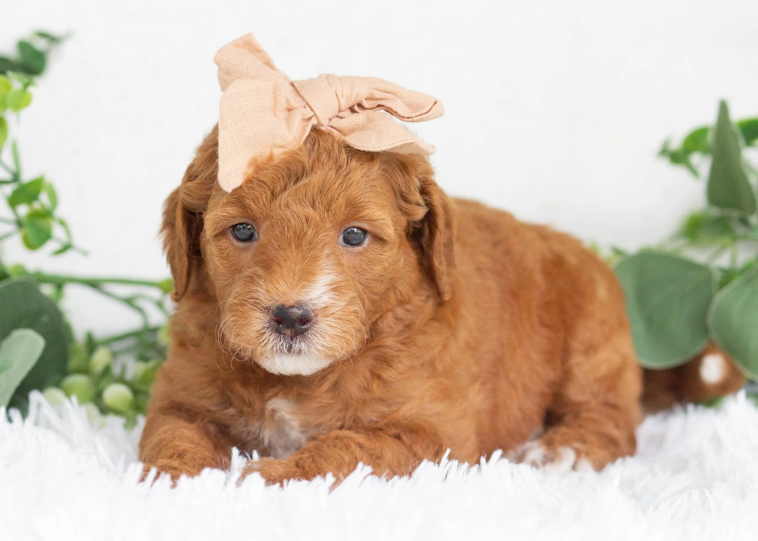 Sundae goldendoodle for sale(2).jpg