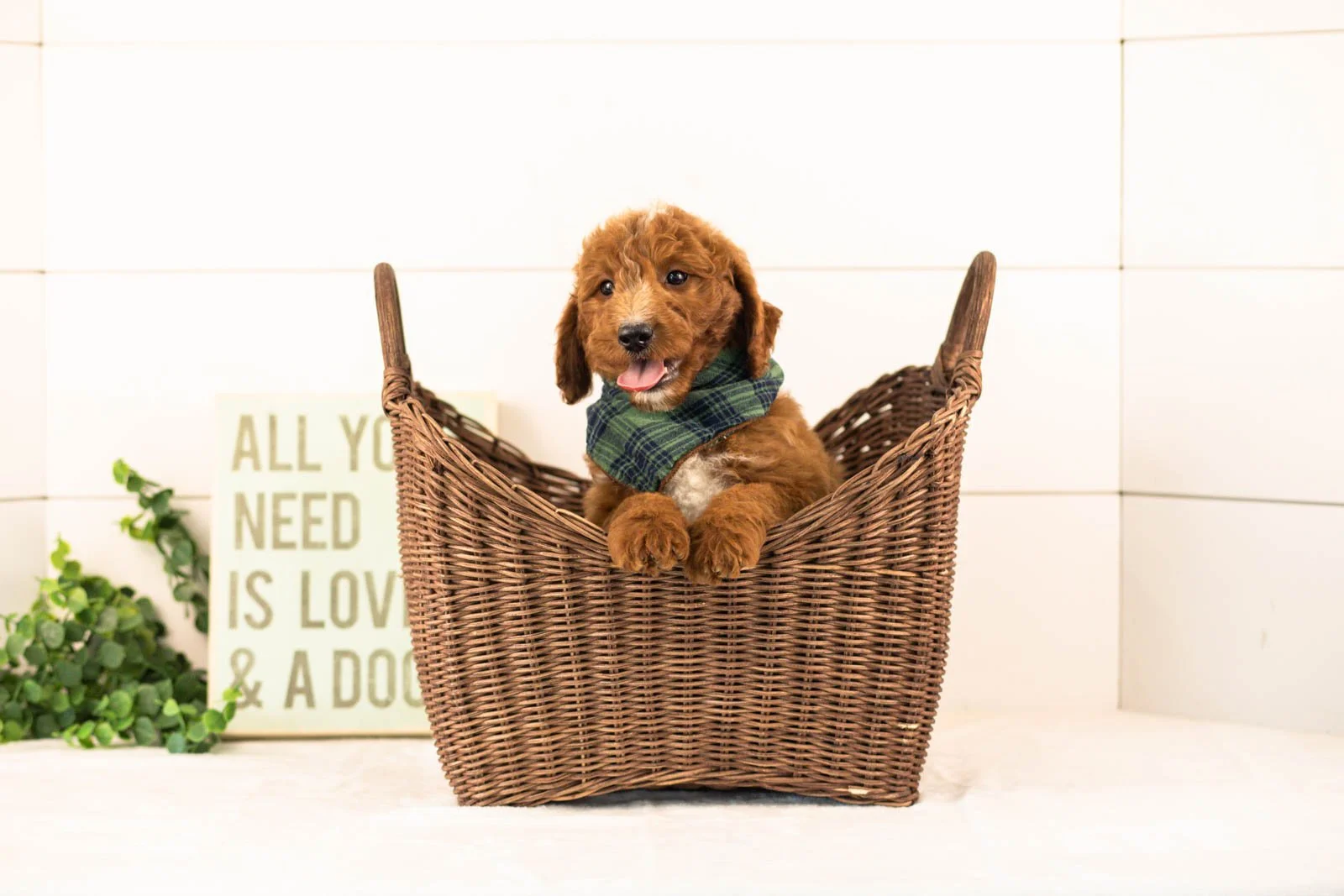 Pika goldendoodle for sale(2).jpg