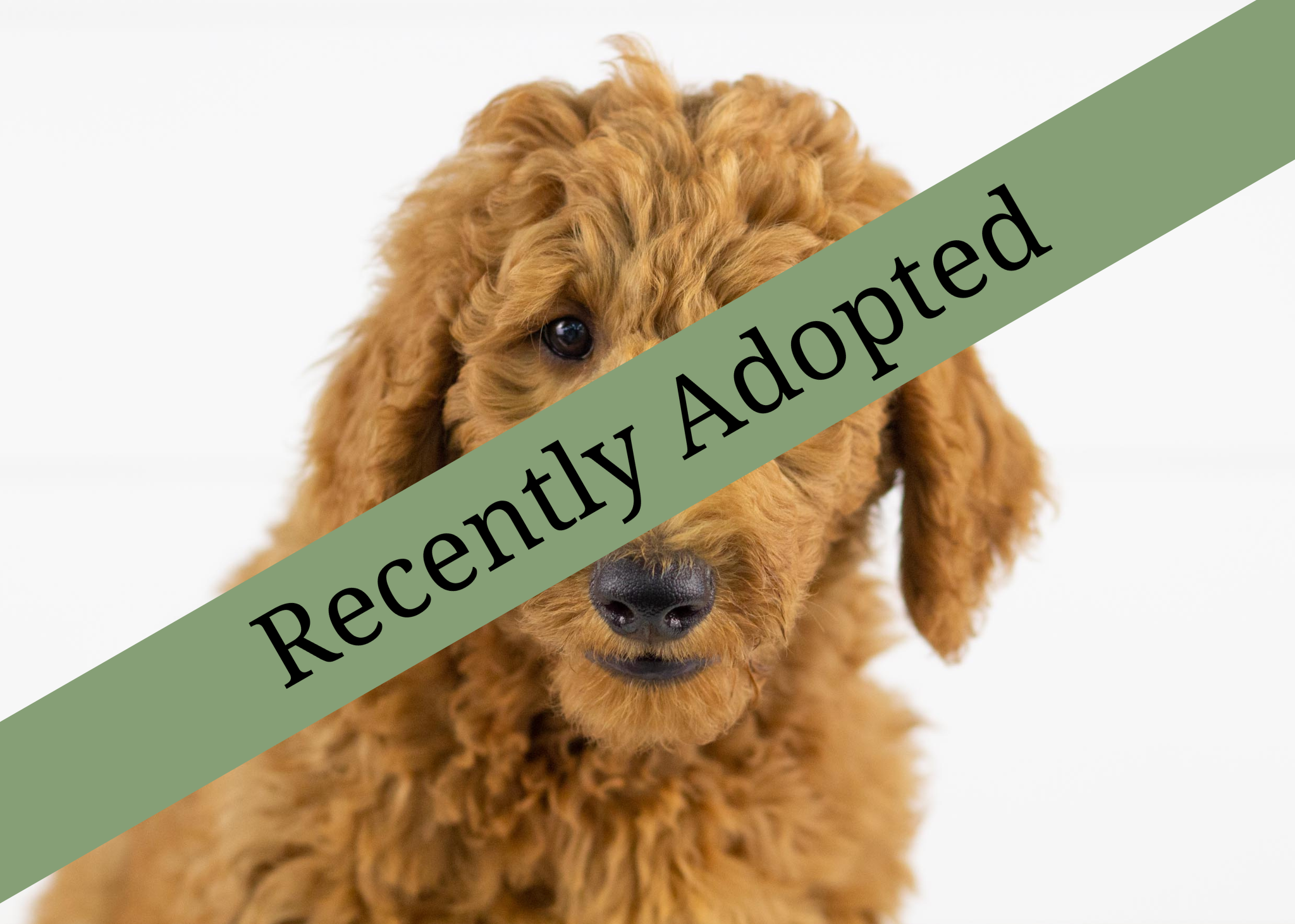 Goldendoodle for sale