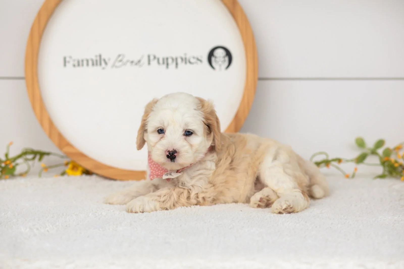 Flash goldendoodle for sale(1).jpg
