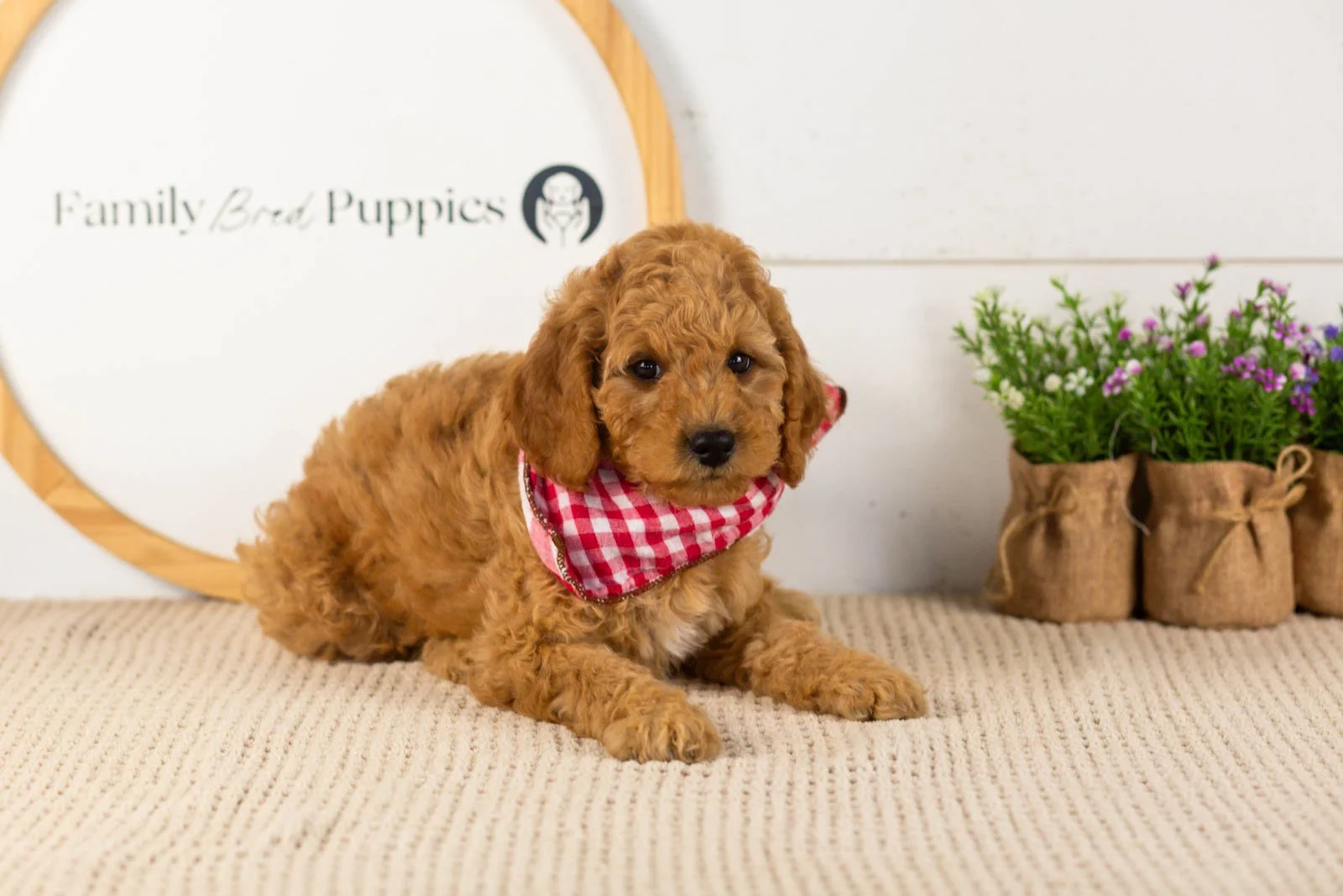 Rainer goldendoodle for sale.jpg