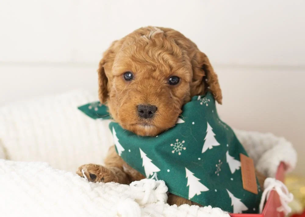 Alex goldendoodle for sale.jpg