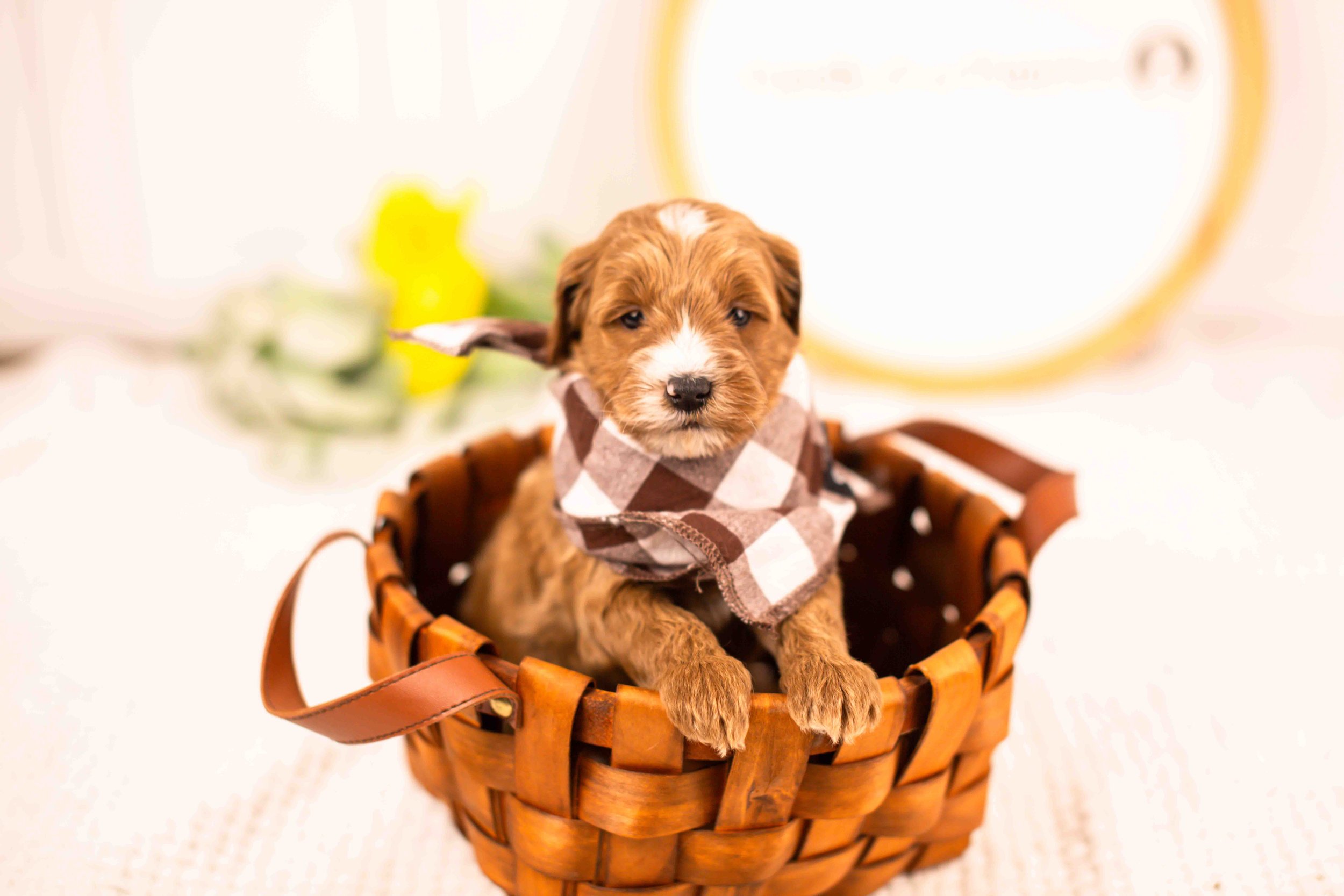 Fido goldendoodle for sale(3).jpg