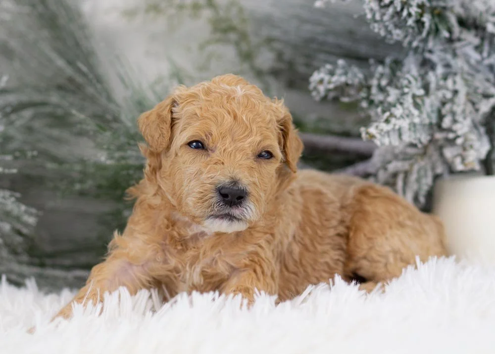 Puffin goldendoodle for sale(2).jpg