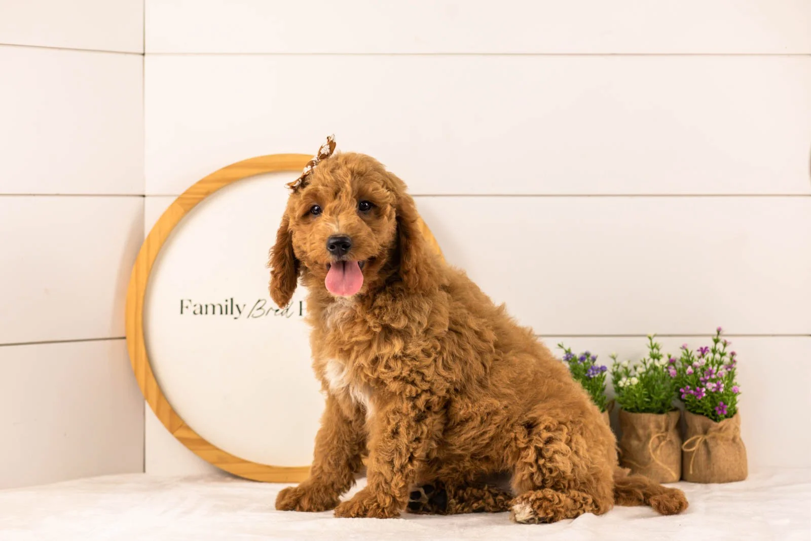 Breeze goldendoodle for sale(2).jpg