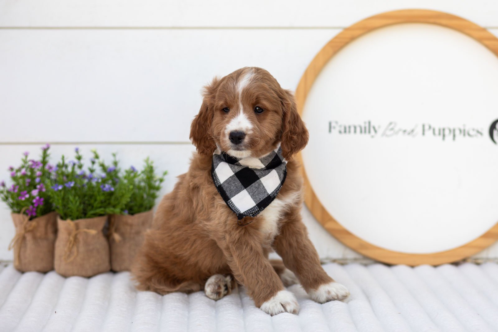 Gruyere goldendoodle for sale(2).jpg