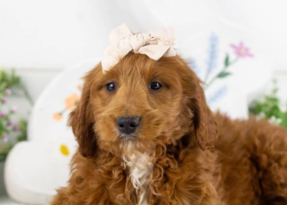 goldendoodle for sale