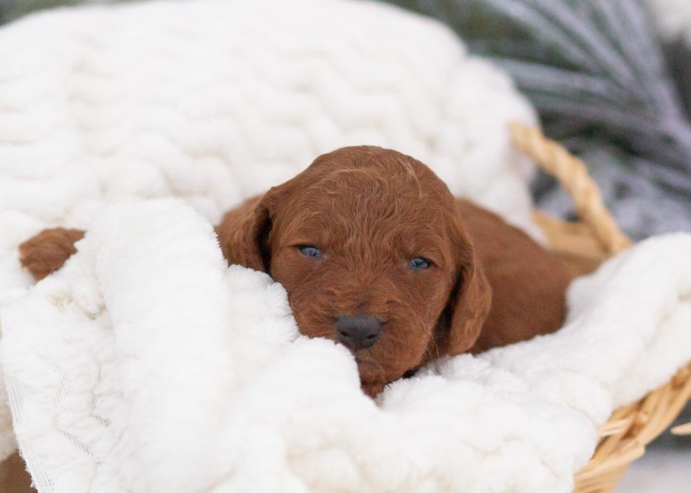 Bear goldendoodle for sale.jpg