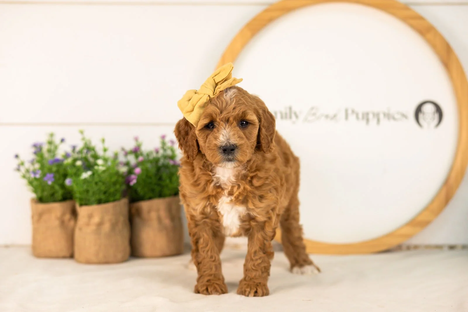Sky goldendoodle for sale(2).jpg