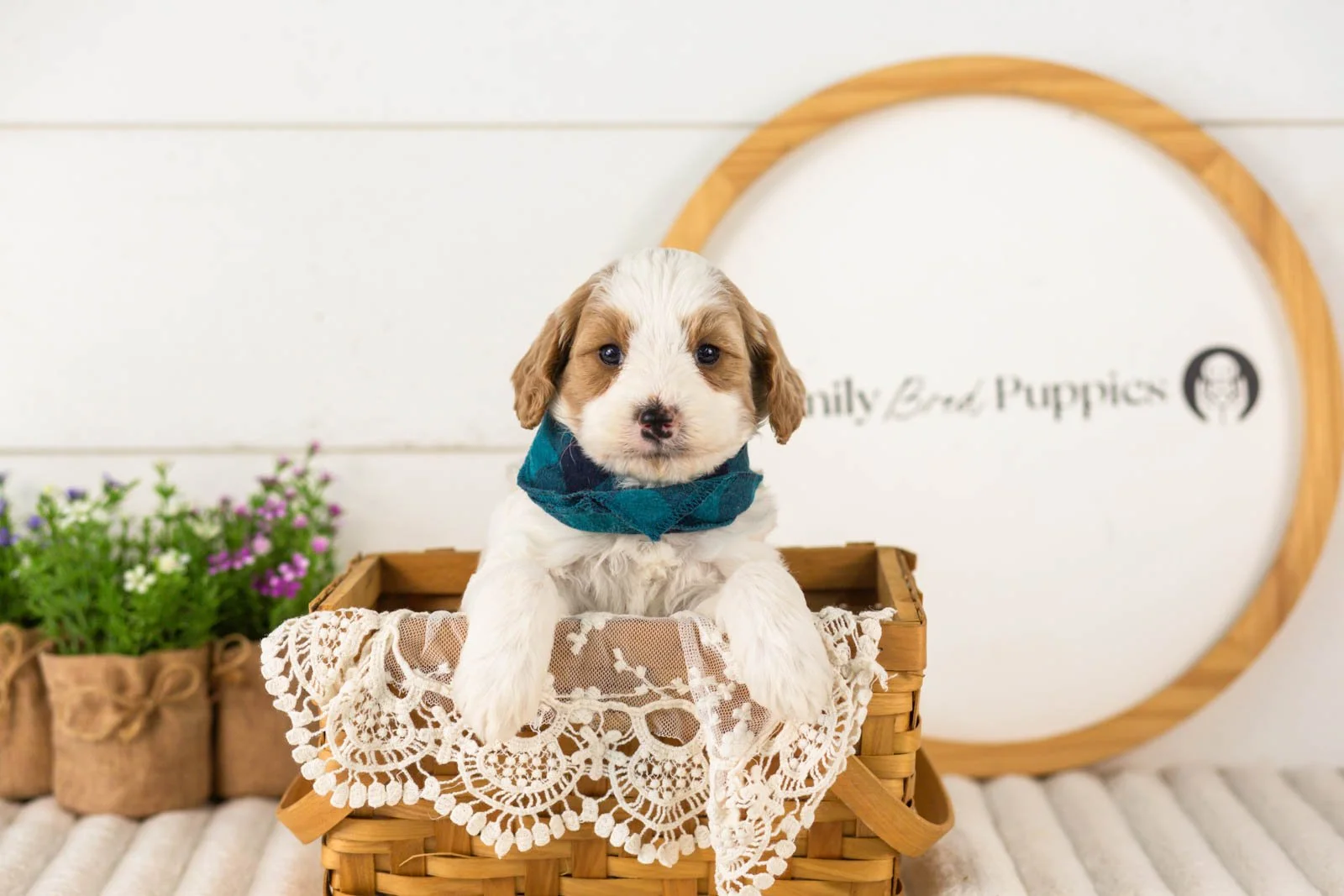 Dominic goldendoodle for sale(2).jpg