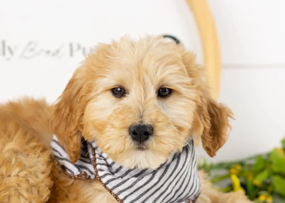 Beau goldendoodle for sale(1).jpg