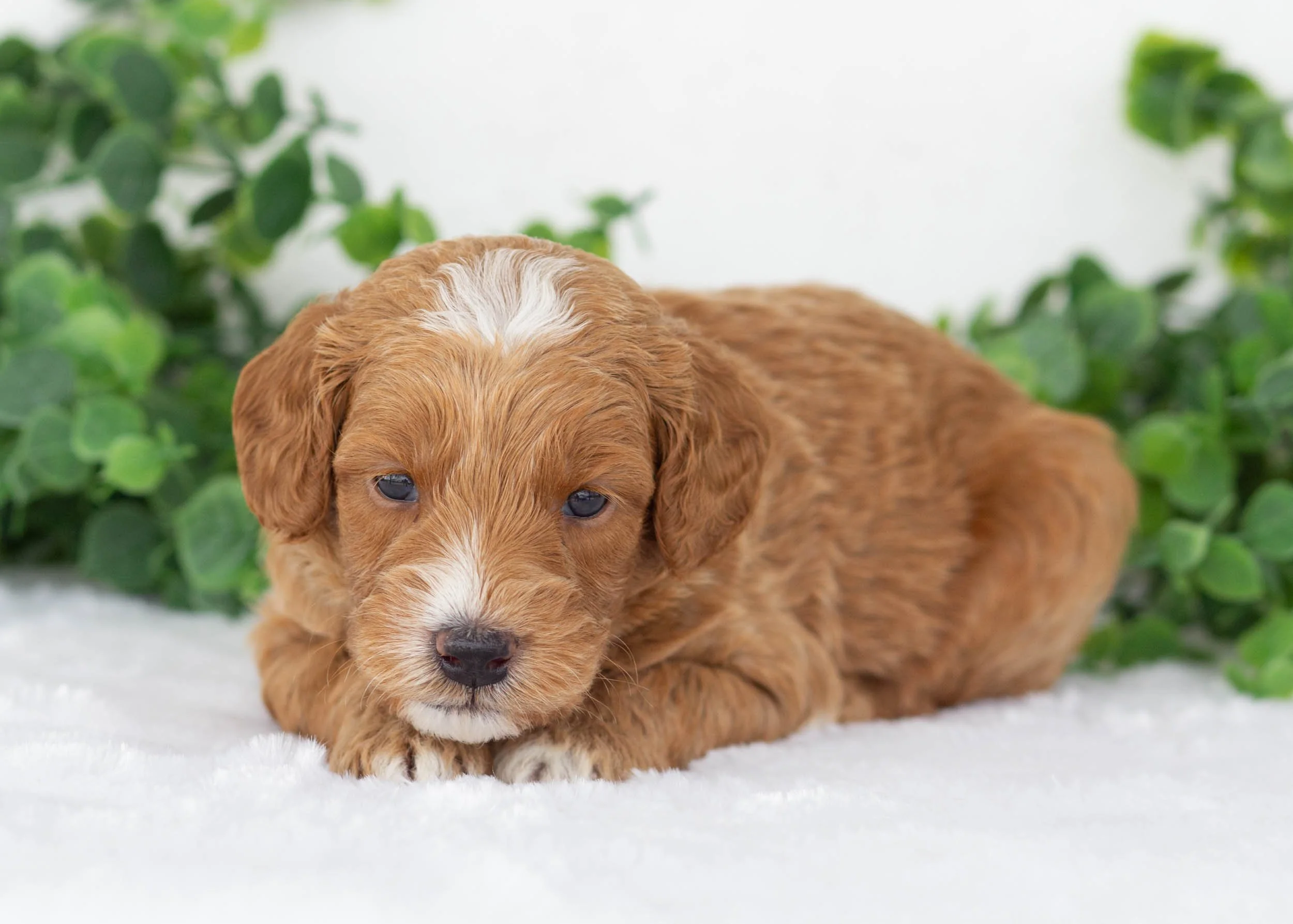 Brody goldendoodle for sale.jpg
