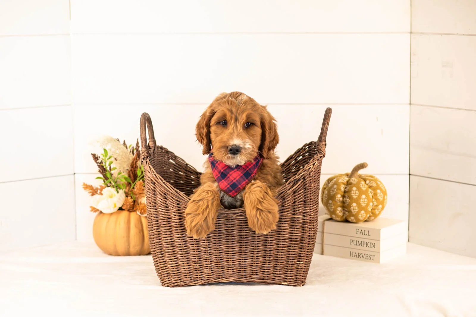 Bailey goldendoodle for sale 1.jpg