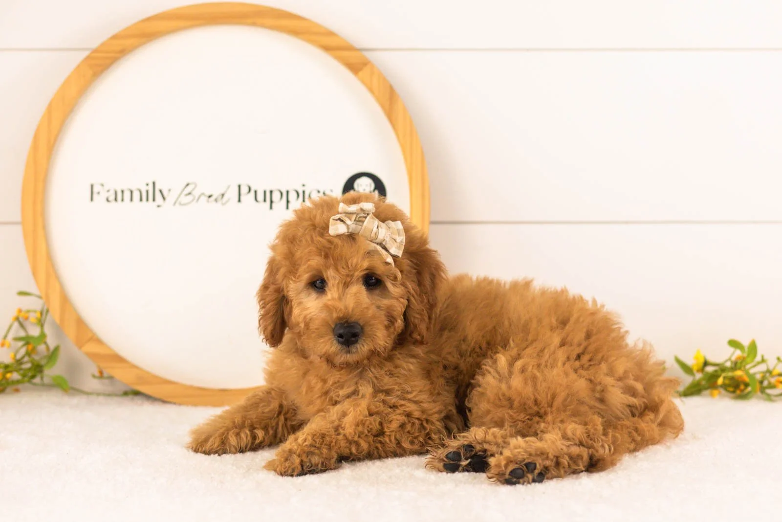 Savannah goldendoodle for sale(1).jpg