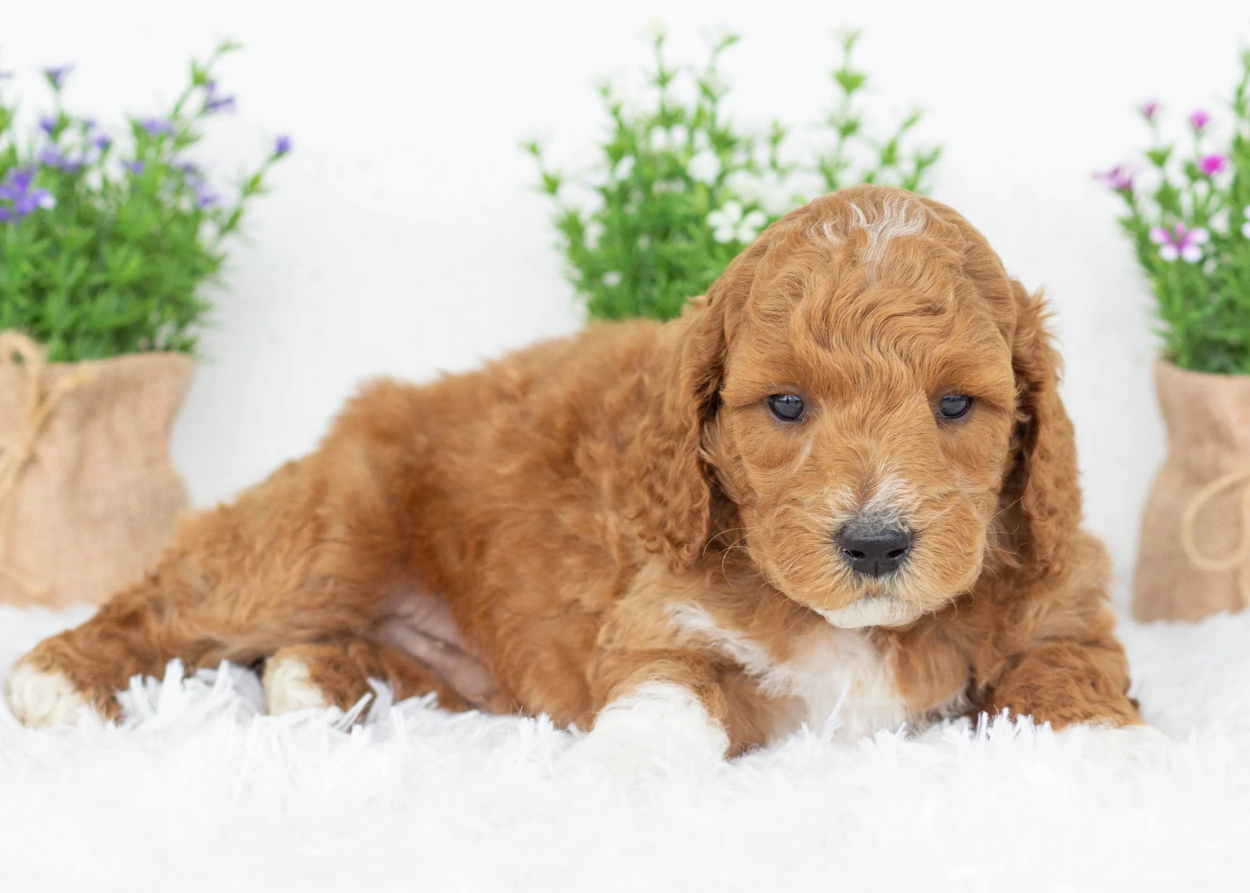 Jett goldendoodle for sale.jpg
