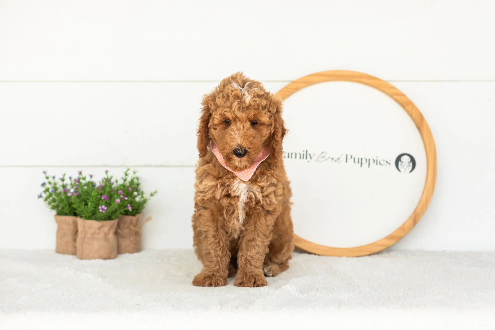 Ham goldendoodle for sale(2).jpg